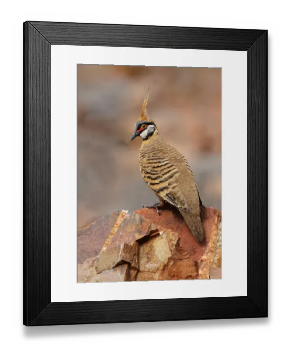 Framed Print : Spinifex Pigeon (Geophaps plumifera) adult, perched on rock, Pound Walk, Ormiston Gorge, West MacDonnell N. P Framed Print : Spinifex Pigeon (Geophaps plumifera) adult, perched on rock, Pound Walk, Ormiston Gorge, West MacDonnell N. P