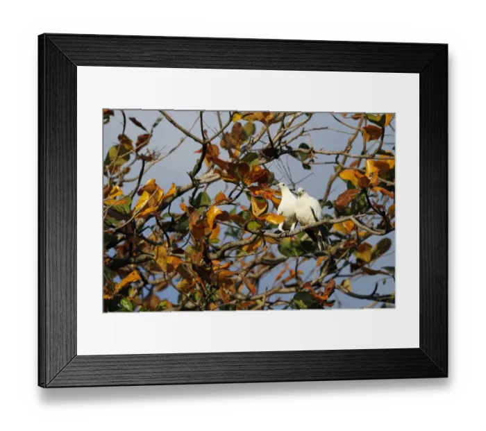 Framed Print : Pied Imperial-pigeon (Ducula bicolor) adult pair, perched on branch, Cairns, Queensland, Australia, September Framed Print : Pied Imperial-pigeon (Ducula bicolor) adult pair, perched on branch, Cairns, Queensland, Australia, September