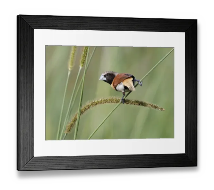 Framed Print : Chestnut-breasted Munia (Lonchura castaneothorax) adult, feeding on grass seeds, Atherton Tableland Framed Print : Chestnut-breasted Munia (Lonchura castaneothorax) adult, feeding on grass seeds, Atherton Tableland