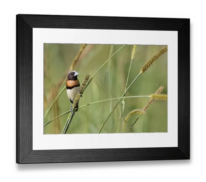 Framed Print : Chestnut-breasted Munia (Lonchura castaneothorax) adult, feeding on grass seeds, Atherton Tableland Framed Print : Chestnut-breasted Munia (Lonchura castaneothorax) adult, feeding on grass seeds, Atherton Tableland