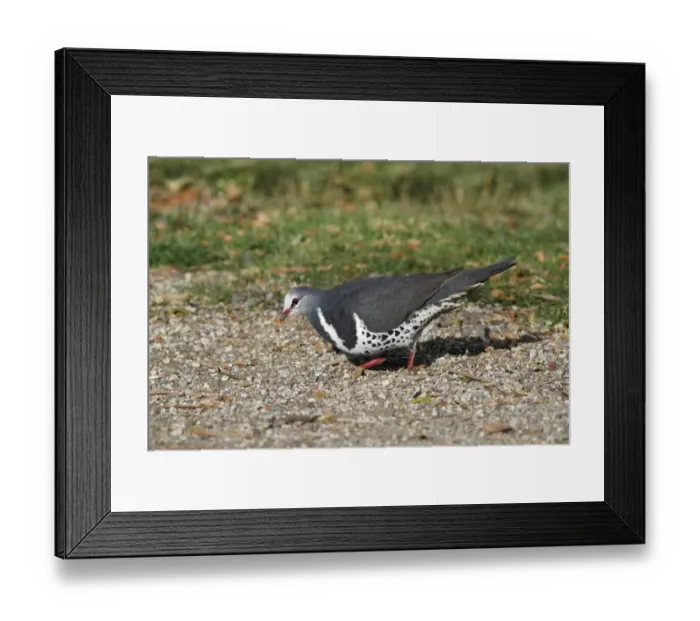 Framed Print : Wonga Pigeon (Leucosarcia melanoleuca) adult, feeding on ground, Green Mountain, Lamington N. P