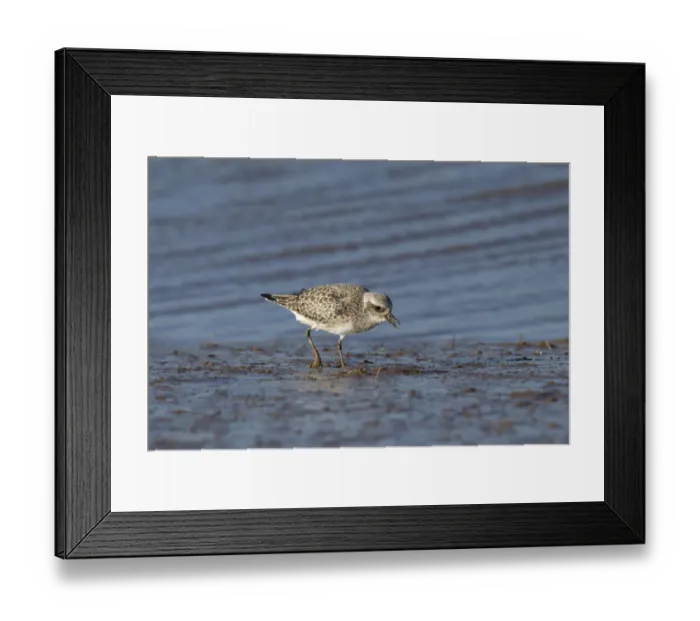 Framed Print : Grey Plover (Pluvialis squatarola) adult, non-breeding plumage, feeding on mudflats, Norfolk, England, February Framed Print : Grey Plover (Pluvialis squatarola) adult, non-breeding plumage, feeding on mudflats, Norfolk, England, February