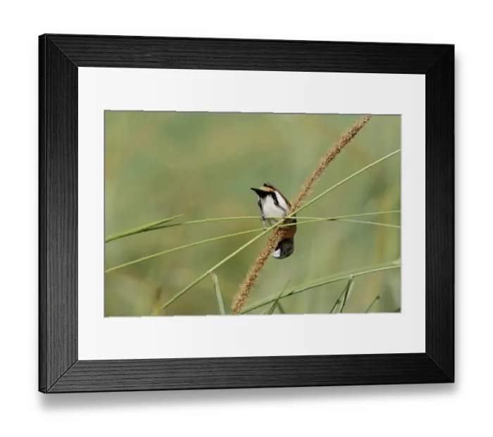 Framed Print : Chestnut-breasted Munia (Lonchura castaneothorax) adult, feeding on grass seeds, Atherton Tableland Framed Print : Chestnut-breasted Munia (Lonchura castaneothorax) adult, feeding on grass seeds, Atherton Tableland