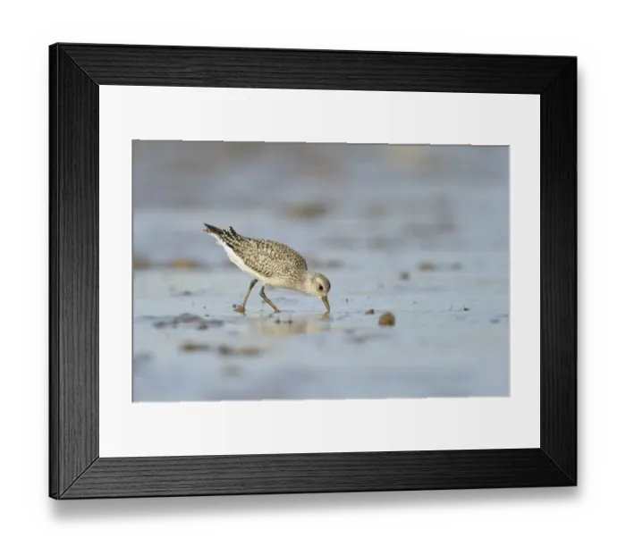 Framed Print : Grey Plover (Pluvialis squatarola) adult, non-breeding plumage, feeding on mudflats, Snettisham RSPB Reserve, The Wash Framed Print : Grey Plover (Pluvialis squatarola) adult, non-breeding plumage, feeding on mudflats, Snettisham RSPB Reserve, The Wash