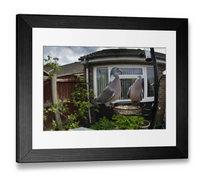 Framed Print : Wood Pigeon (Columba palumbus) two adults, feeding at birdfeeder in garden, West Bridgford, Nottinghamshire, England Framed Print : Wood Pigeon (Columba palumbus) two adults, feeding at birdfeeder in garden, West Bridgford, Nottinghamshire, England