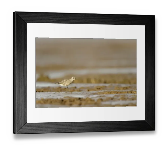 Framed Print : Grey Plover (Pluvialis squatarola) adult, non-breeding plumage, feeding on mudflats, Snettisham RSPB Reserve, The Wash
