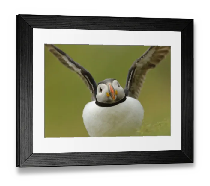 Framed Print : Atlantic Puffin (Fratercula arctica) adult, breeding plumage, displaying amongst burrows, Skokholm Island Framed Print : Atlantic Puffin (Fratercula arctica) adult, breeding plumage, displaying amongst burrows, Skokholm Island