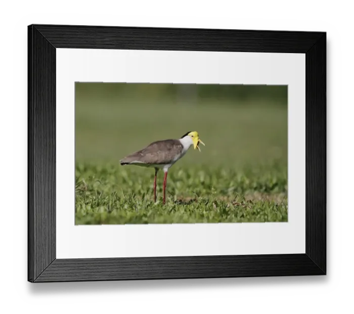 Framed Print : Masked Lapwing (Vanellus miles) adult, calling, standing in short grass field, Cairns, Queensland, Australia, September Framed Print : Masked Lapwing (Vanellus miles) adult, calling, standing in short grass field, Cairns, Queensland, Australia, September