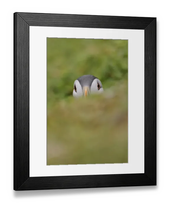 Framed Print : Atlantic Puffin (Fratercula arctica) adult, breeding plumage, peering out of burrow, Skokholm Island, Pembrokeshire Framed Print : Atlantic Puffin (Fratercula arctica) adult, breeding plumage, peering out of burrow, Skokholm Island, Pembrokeshire