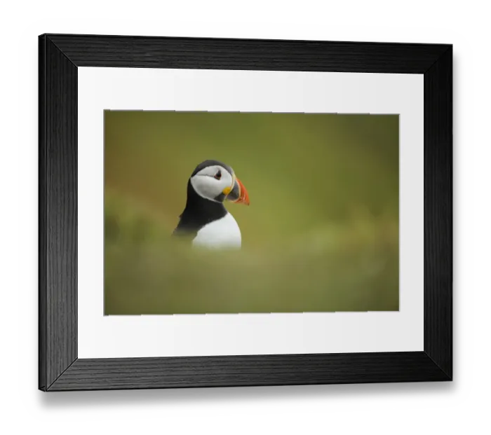 Framed Print : Atlantic Puffin (Fratercula arctica) adult, breeding plumage, standing amongst burrows, Skokholm Island, Pembrokeshire