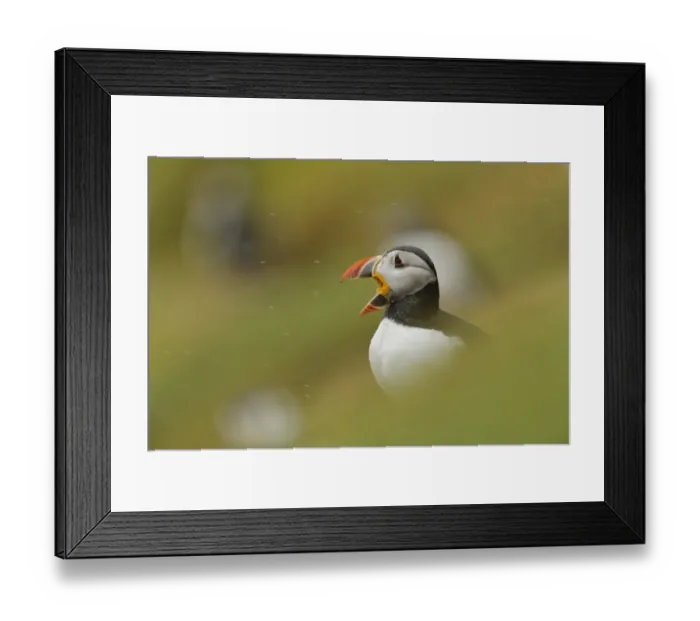 Framed Print : Atlantic Puffin (Fratercula arctica) adult, breeding plumage, displaying amongst burrows during rainfall