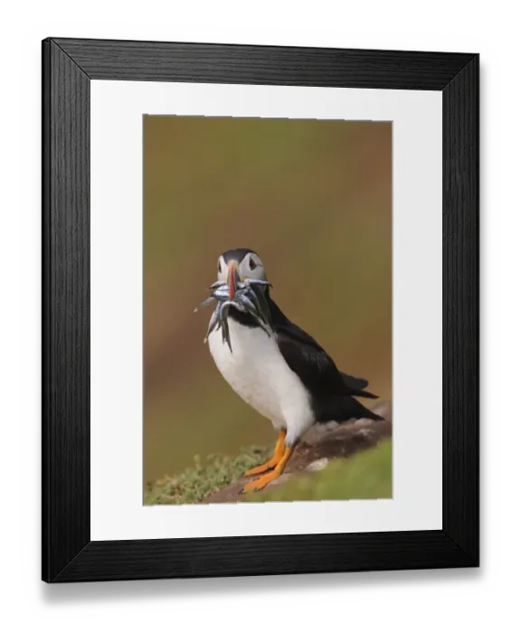 Framed Print : Atlantic Puffin (Fratercula arctica) adult, breeding plumage, with sand-eels in beak, standing on clifftop Framed Print : Atlantic Puffin (Fratercula arctica) adult, breeding plumage, with sand-eels in beak, standing on clifftop