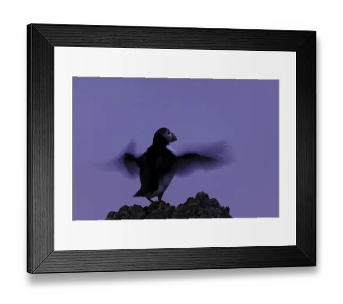 Framed Print : Atlantic Puffin (Fratercula arctica) adult, breeding plumage, flapping wings on rock at twilight, Skokholm Island Framed Print : Atlantic Puffin (Fratercula arctica) adult, breeding plumage, flapping wings on rock at twilight, Skokholm Island