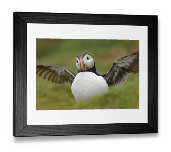 Framed Print : Atlantic Puffin (Fratercula arctica) adult, breeding plumage, displaying amongst burrows during rainfall Framed Print : Atlantic Puffin (Fratercula arctica) adult, breeding plumage, displaying amongst burrows during rainfall