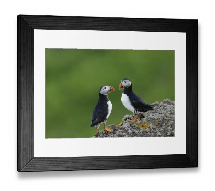 Framed Print : Atlantic Puffin (Fratercula arctica) two adults, breeding plumage, standing on rock, Skokholm Island, Pembrokeshire Framed Print : Atlantic Puffin (Fratercula arctica) two adults, breeding plumage, standing on rock, Skokholm Island, Pembrokeshire