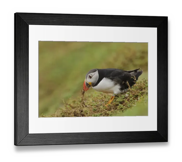 Framed Print : Atlantic Puffin (Fratercula arctica) adult, breeding plumage, collecting nesting material in beak Framed Print : Atlantic Puffin (Fratercula arctica) adult, breeding plumage, collecting nesting material in beak