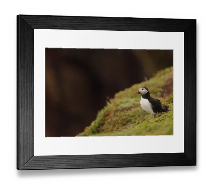Framed Print : Atlantic Puffin (Fratercula arctica) adult, breeding plumage, standing on clifftop, Skokholm Island, Pembrokeshire