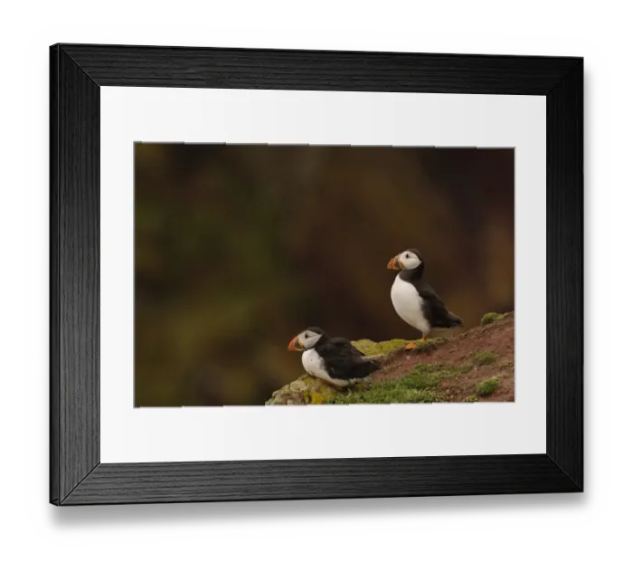 Framed Print : Atlantic Puffin (Fratercula arctica) two adults, breeding plumage, sitting and standing on clifftop, Skokholm Island Framed Print : Atlantic Puffin (Fratercula arctica) two adults, breeding plumage, sitting and standing on clifftop, Skokholm Island