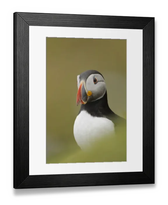 Framed Print : Atlantic Puffin (Fratercula arctica) adult, breeding plumage, standing on clifftop, Skokholm Island, Pembrokeshire Framed Print : Atlantic Puffin (Fratercula arctica) adult, breeding plumage, standing on clifftop, Skokholm Island, Pembrokeshire