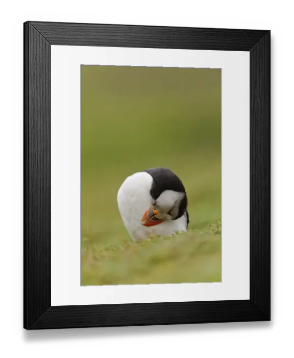 Framed Print : Atlantic Puffin (Fratercula arctica) adult, breeding plumage, preening feathers, standing on clifftop, Skokholm Island Framed Print : Atlantic Puffin (Fratercula arctica) adult, breeding plumage, preening feathers, standing on clifftop, Skokholm Island