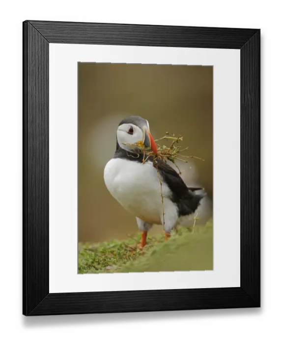 Framed Print : Atlantic Puffin (Fratercula arctica) adult, breeding plumage, collecting nesting material in beak Framed Print : Atlantic Puffin (Fratercula arctica) adult, breeding plumage, collecting nesting material in beak
