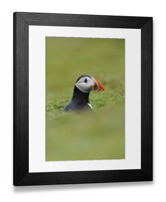 Framed Print : Atlantic Puffin (Fratercula arctica) adult, breeding plumage, looking out from burrow on clifftop, Skokholm Island Framed Print : Atlantic Puffin (Fratercula arctica) adult, breeding plumage, looking out from burrow on clifftop, Skokholm Island