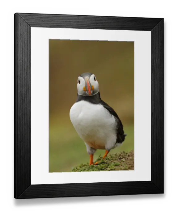 Framed Print : Atlantic Puffin (Fratercula arctica) adult, breeding plumage, standing on clifftop, Skokholm Island, Pembrokeshire Framed Print : Atlantic Puffin (Fratercula arctica) adult, breeding plumage, standing on clifftop, Skokholm Island, Pembrokeshire