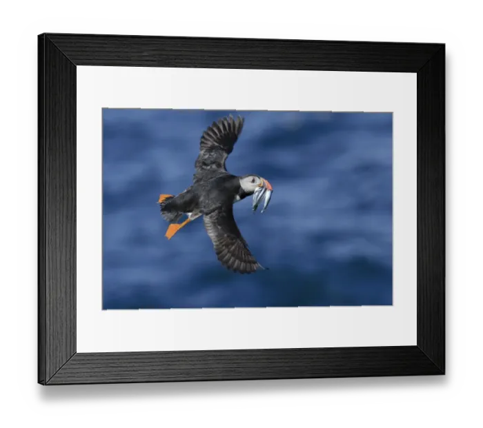 Framed Print : Atlantic Puffin (Fratercula arctica) adult, breeding plumage, in flight, with fish in beak, Skokholm Island Framed Print : Atlantic Puffin (Fratercula arctica) adult, breeding plumage, in flight, with fish in beak, Skokholm Island