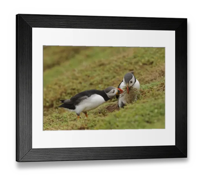 Framed Print : Atlantic Puffin (Fratercula arctica) adult pair, breeding plumage, with nesting material in beak Framed Print : Atlantic Puffin (Fratercula arctica) adult pair, breeding plumage, with nesting material in beak