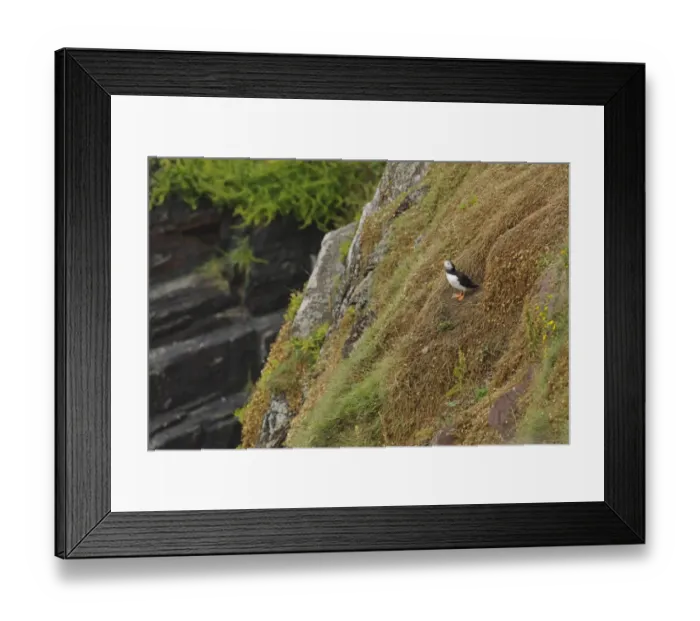 Framed Print : Atlantic Puffin (Fratercula arctica) adult, breeding plumage, standing on sea cliff habitat, Skokholm Island Framed Print : Atlantic Puffin (Fratercula arctica) adult, breeding plumage, standing on sea cliff habitat, Skokholm Island