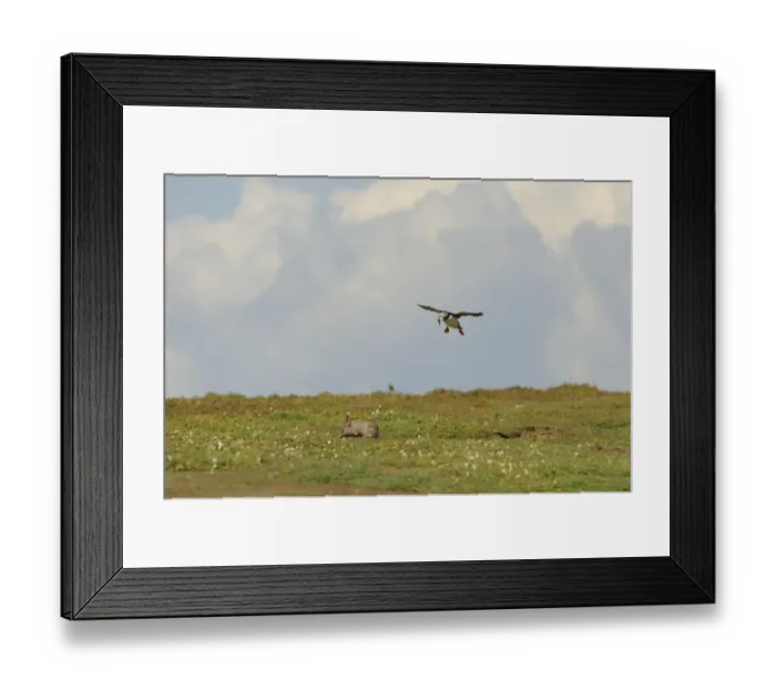 Framed Print : Atlantic Puffin (Fratercula arctica) adult, breeding plumage, in flight, with fish in beak Framed Print : Atlantic Puffin (Fratercula arctica) adult, breeding plumage, in flight, with fish in beak