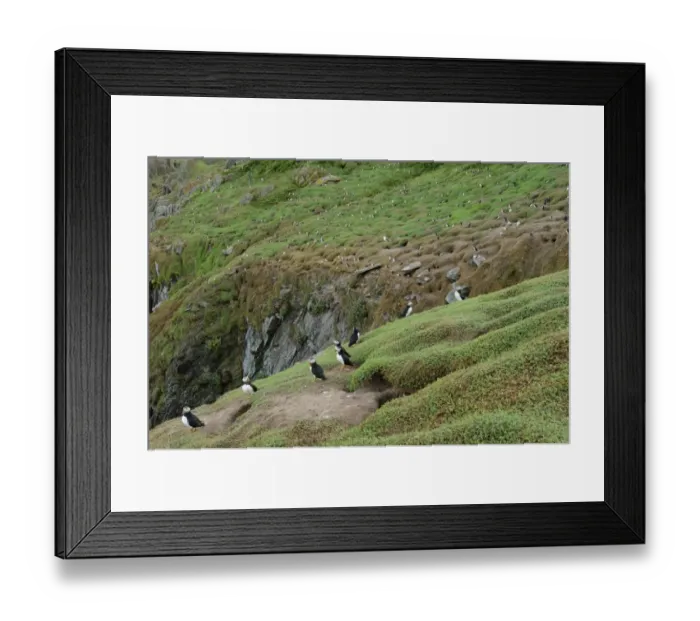 Framed Print : Atlantic Puffin (Fratercula arctica) adults, breeding plumage, colony standing on clifftop habitat, Skokholm Island Framed Print : Atlantic Puffin (Fratercula arctica) adults, breeding plumage, colony standing on clifftop habitat, Skokholm Island