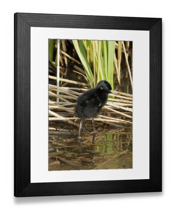 Framed Print : Water Rail (Rallus aquaticus) chick, walking in shallow water along edge of reedbed, Minsmere RSPB Reserve, Suffolk Framed Print : Water Rail (Rallus aquaticus) chick, walking in shallow water along edge of reedbed, Minsmere RSPB Reserve, Suffolk