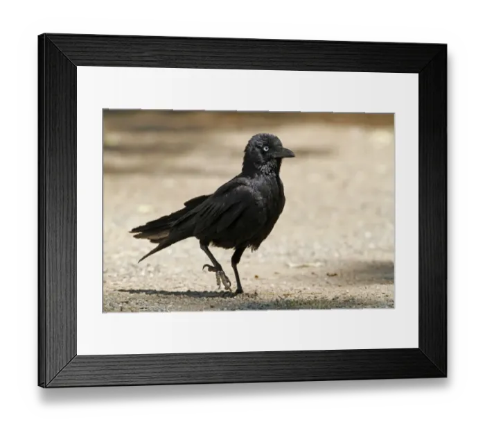 Framed Print : Little Raven (Corvus mellori) adult, walking on ground, Uluru-Kata Tjuta N. P Framed Print : Little Raven (Corvus mellori) adult, walking on ground, Uluru-Kata Tjuta N. P