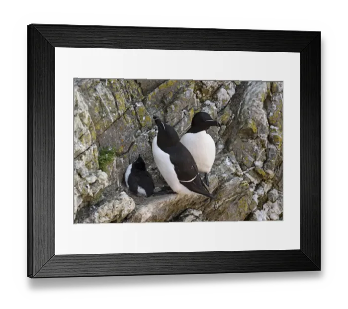 Framed Print : Razorbill (Alca torda) adult pair, breeding plumage, with chick on cliff ledge, Skokholm Island, Pembrokeshire, Wales Framed Print : Razorbill (Alca torda) adult pair, breeding plumage, with chick on cliff ledge, Skokholm Island, Pembrokeshire, Wales