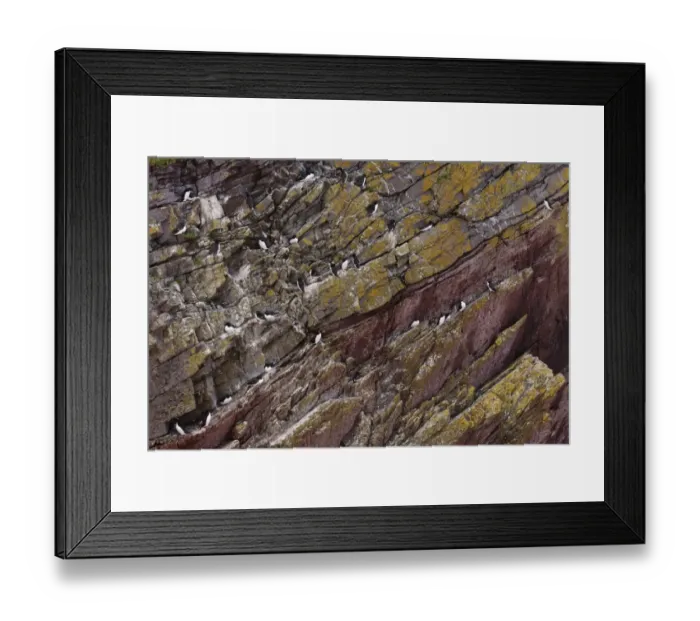 Framed Print : Razorbill (Alca torda) adults, breeding plumage, group on cliff ledges, Skokholm Island, Pembrokeshire, Wales, June Framed Print : Razorbill (Alca torda) adults, breeding plumage, group on cliff ledges, Skokholm Island, Pembrokeshire, Wales, June