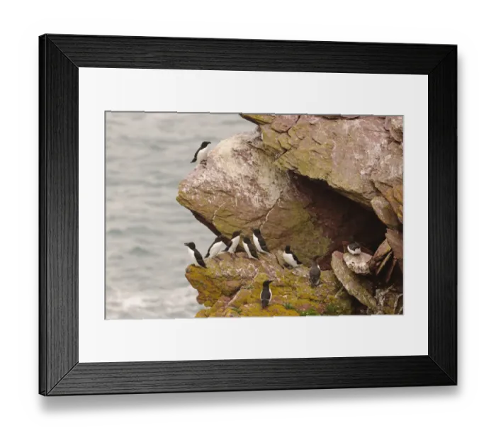 Framed Print : Razorbill (Alca torda) and Common Guillemot (Uria aalge) adults, breeding plumage, sitting on cliff, Skokholm Island Framed Print : Razorbill (Alca torda) and Common Guillemot (Uria aalge) adults, breeding plumage, sitting on cliff, Skokholm Island