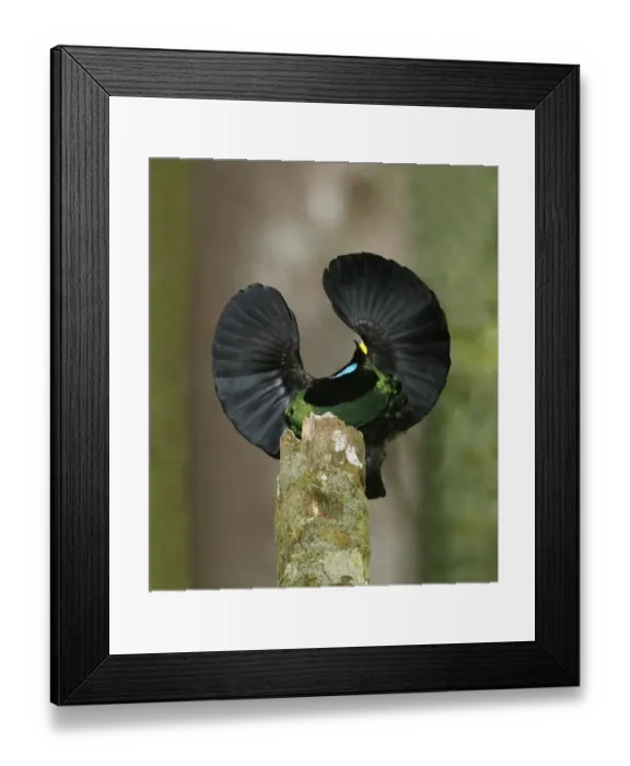 Framed Print : Victorias Riflebird (Ptiloris victoriae) adult male, displaying, perched on display post, Atherton Tableland Framed Print : Victorias Riflebird (Ptiloris victoriae) adult male, displaying, perched on display post, Atherton Tableland