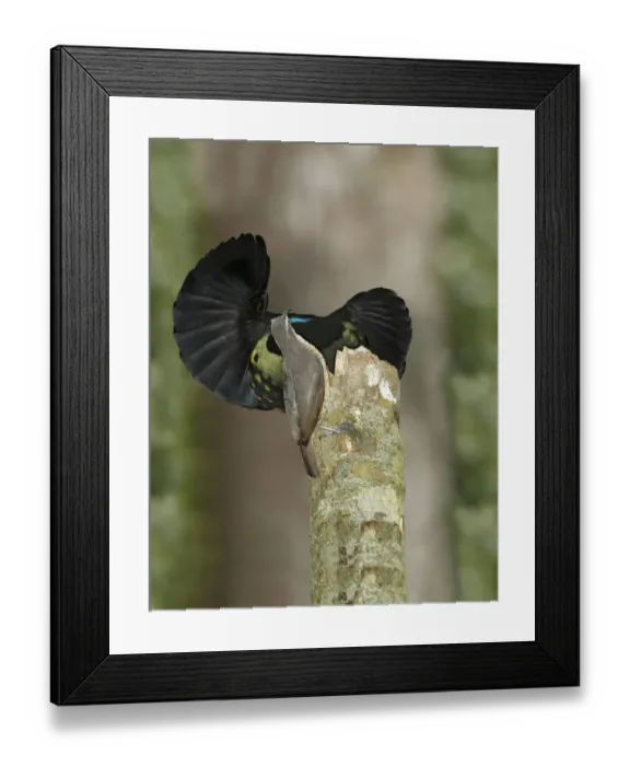 Framed Print : Victorias Riflebird (Ptiloris victoriae) adult pair, male displaying to female, perched on display post Framed Print : Victorias Riflebird (Ptiloris victoriae) adult pair, male displaying to female, perched on display post
