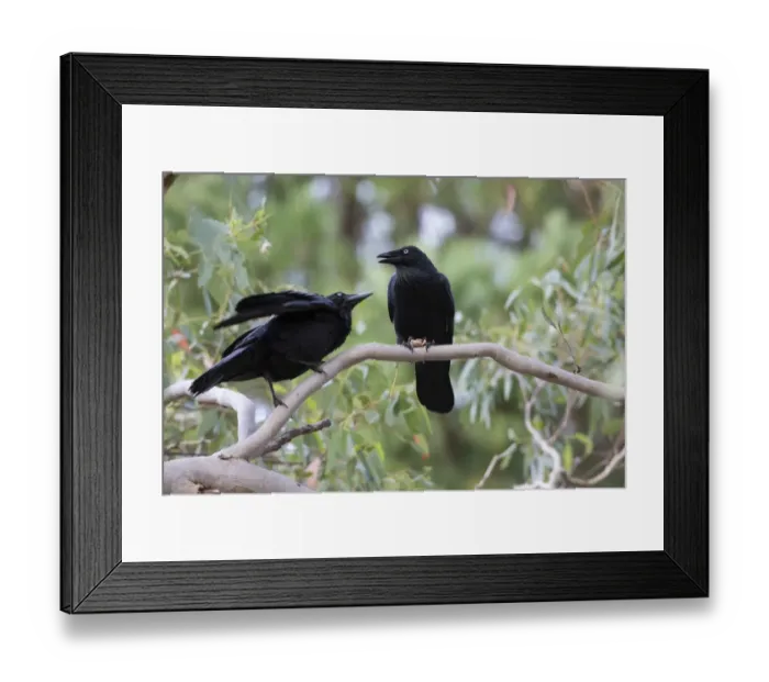 Framed Print : Australian Raven (Corvus coronoides) adult with young, begging for food, Kangaroo Island, South Australia, Australia