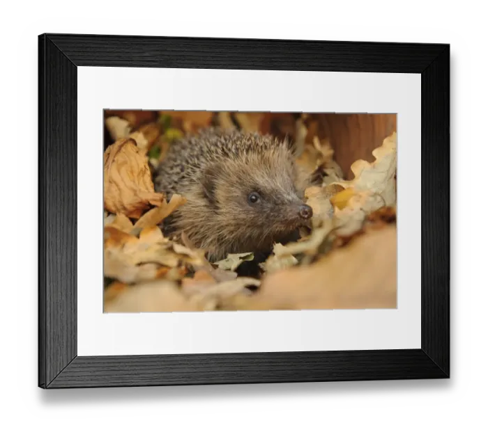 Framed Print : European Hedgehog (Erinaceus europaeus) immature, rescued animal amongst fallen leaves in garden, Staffordshire Framed Print : European Hedgehog (Erinaceus europaeus) immature, rescued animal amongst fallen leaves in garden, Staffordshire