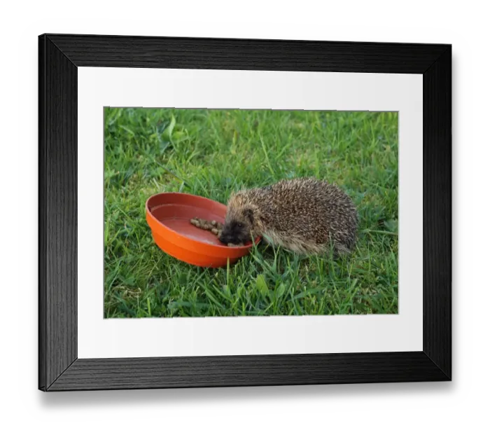 Framed Print : European Hedgehog (Erinaceus europaeus) immature, feeding at bowl on lawn, Norfolk, England, April