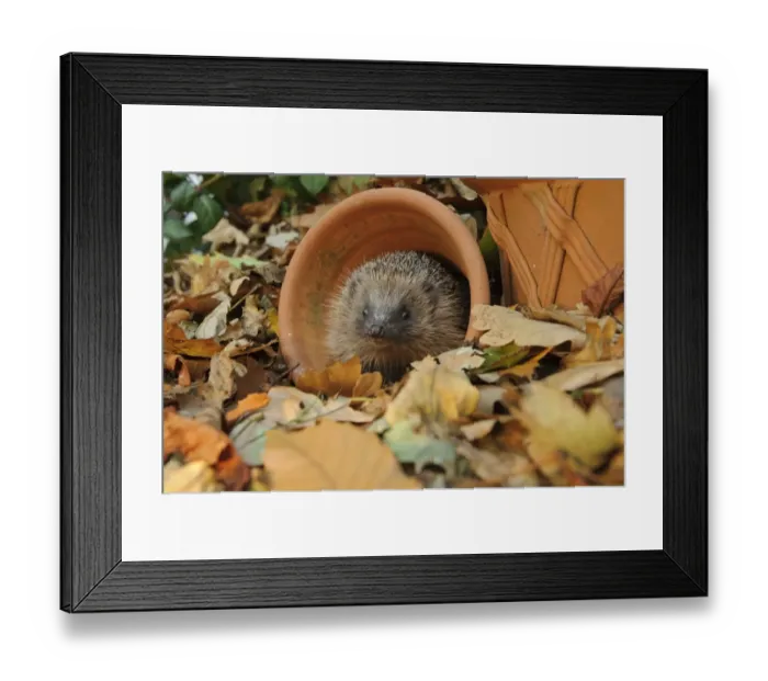 Framed Print : European Hedgehog (Erinaceus europaeus) immature, rescued animal in flowerpot amongst fallen leaves in garden Framed Print : European Hedgehog (Erinaceus europaeus) immature, rescued animal in flowerpot amongst fallen leaves in garden