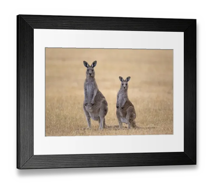 Framed Print : Eastern Grey Kangaroo (Macropus giganteus) adult female and young, Maria Island N. P. Tasmania, Australia, February Framed Print : Eastern Grey Kangaroo (Macropus giganteus) adult female and young, Maria Island N. P. Tasmania, Australia, February