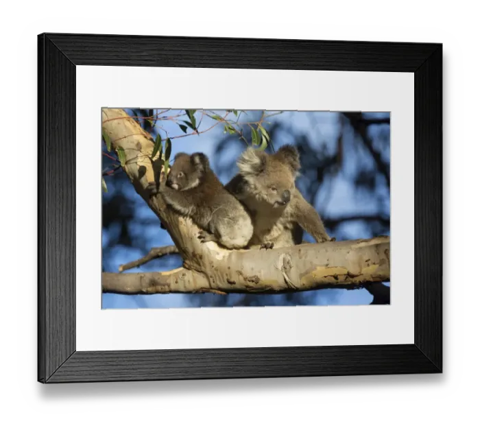 Framed Print : Koala (Phascolarctos cinereus) adult female and young, sitting on branch in eucalyptus tree, Kangaroo Island