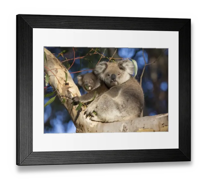 Framed Print : Koala (Phascolarctos cinereus) adult female and young, feeding on leaves, sitting on branch in eucalyptus tree Framed Print : Koala (Phascolarctos cinereus) adult female and young, feeding on leaves, sitting on branch in eucalyptus tree