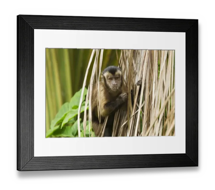 Framed Print : Brown Capuchin (Cebus apella) adult, feeding, clinging to dead palm leaves, Devils Island, Iles du Salut Framed Print : Brown Capuchin (Cebus apella) adult, feeding, clinging to dead palm leaves, Devils Island, Iles du Salut