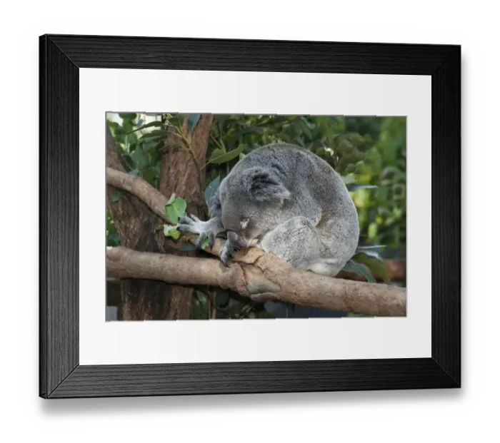 Framed Print : Koala (Phascolarctos cinereus) adult, sleeping on branch, in rescue centre, Brisbane Koala Park, Queensland, Australia Framed Print : Koala (Phascolarctos cinereus) adult, sleeping on branch, in rescue centre, Brisbane Koala Park, Queensland, Australia
