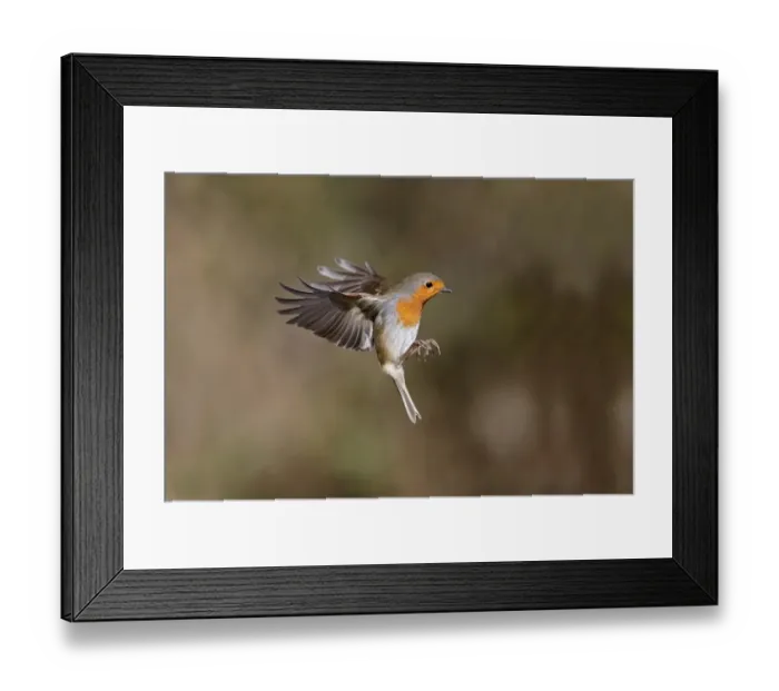 Framed Print : European Robin (Erithacus rubecula) adult, in flight, Warwickshire, England, February