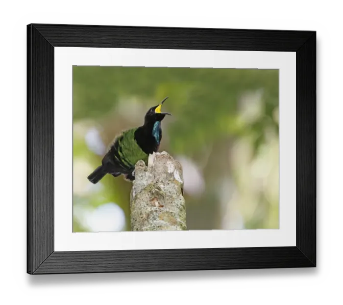 Framed Print : Victorias Riflebird (Ptiloris victoriae) adult male, calling, perched on display post, Atherton Tableland Framed Print : Victorias Riflebird (Ptiloris victoriae) adult male, calling, perched on display post, Atherton Tableland